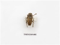 藏品(銹麗天牛)的圖片